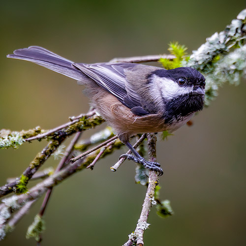 Black-capped Chickadee