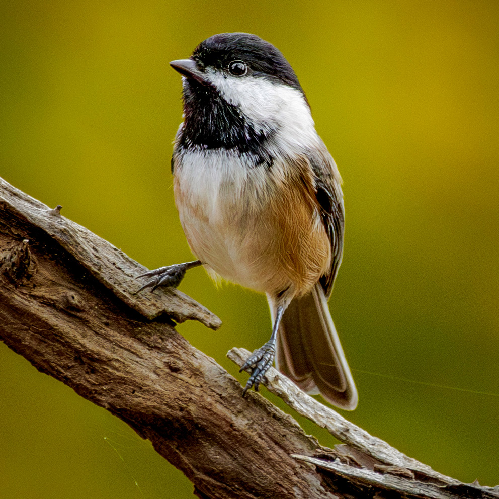 Black-capped Chickadee