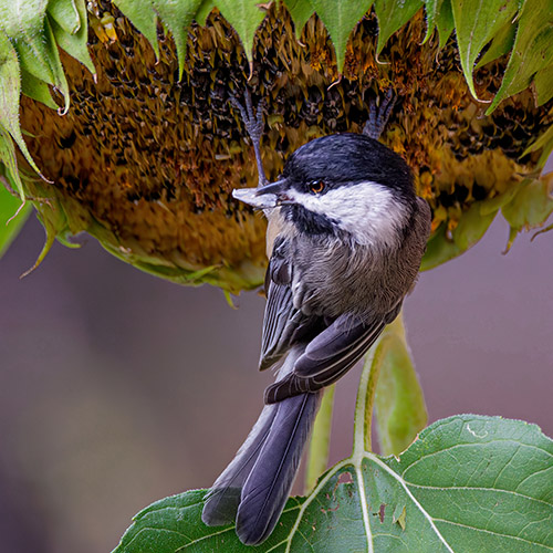 Black-capped Chickadee