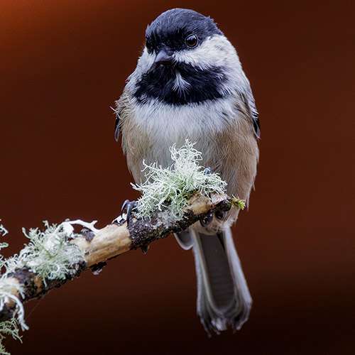 Black-capped Chickadee