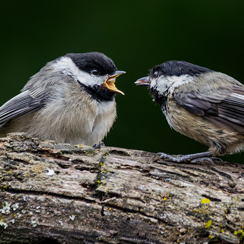 Black-capped Chickadee