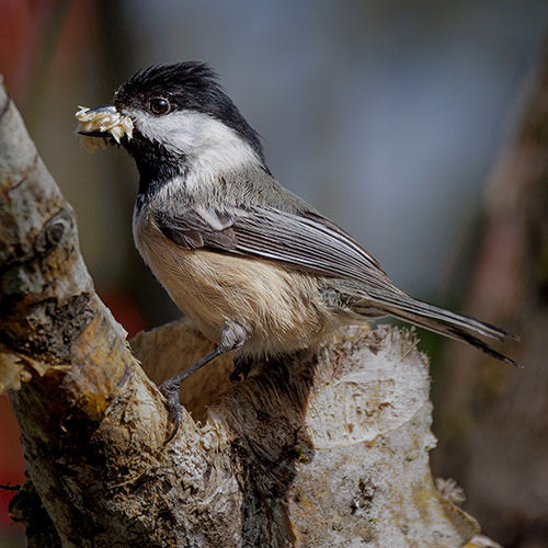 Black-capped Chickadee