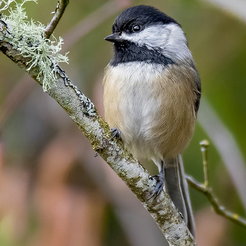 Black-capped Chickadee