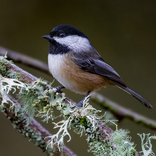 Black-capped Chickadee