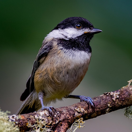 Black-capped Chickadee