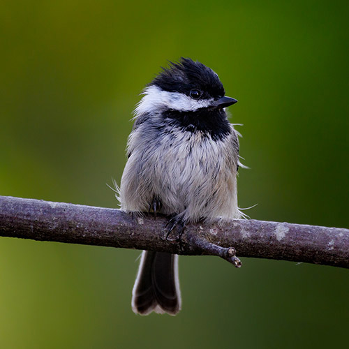 Black-capped Chickadee