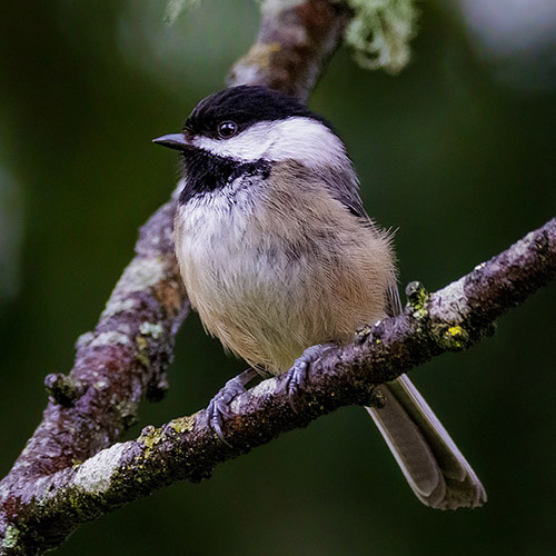 Black-capped Chickadee