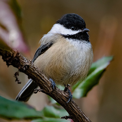 Black-capped Chickadee