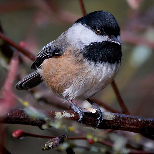 Black-capped Chickadee