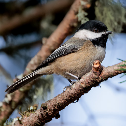 Black-capped Chickadee