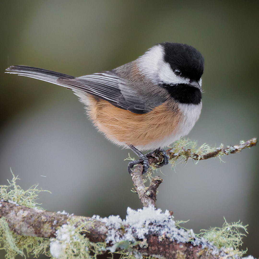 Black-capped Chickadee