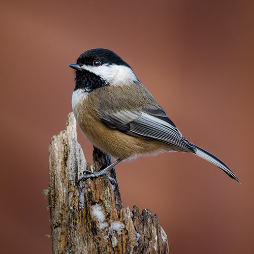 Black-capped Chickadee