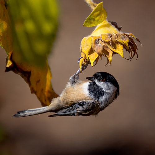 Black-capped Chickadee