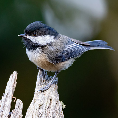 Black-capped Chickadee