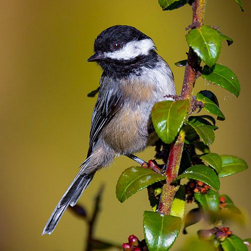 Black-capped Chickadee