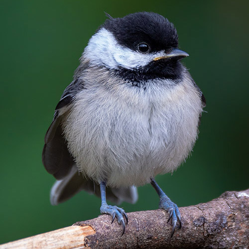 Black-capped Chickadee