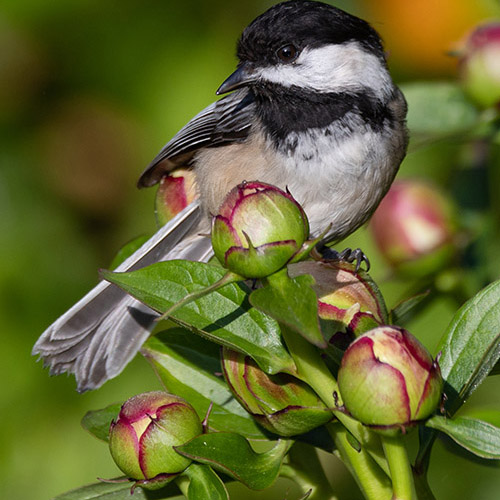 Black-capped Chickadee