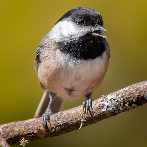 Black-capped Chickadee