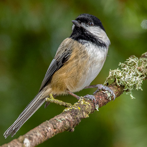 Black-capped Chickadee