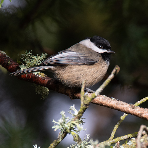 Black-capped Chickadee