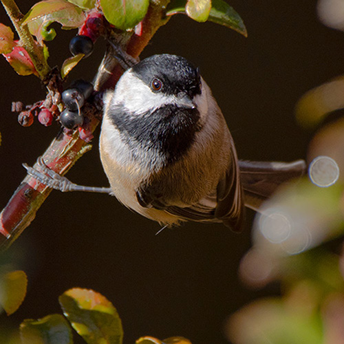 Black-capped Chickadee