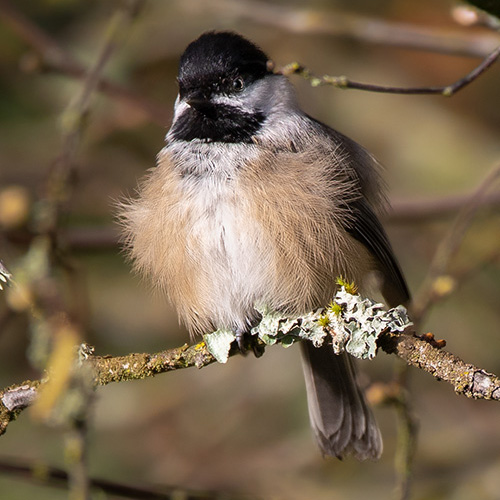 Black-capped Chickadee