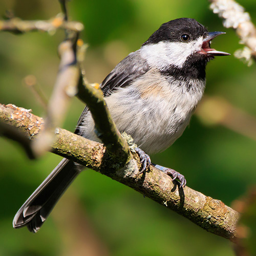 Black-capped Chickadee