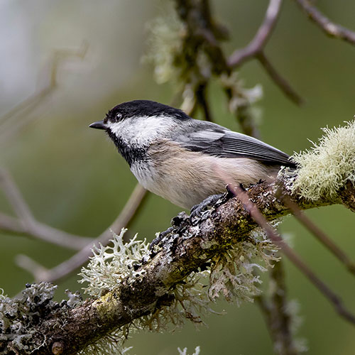 Black-capped Chickadee