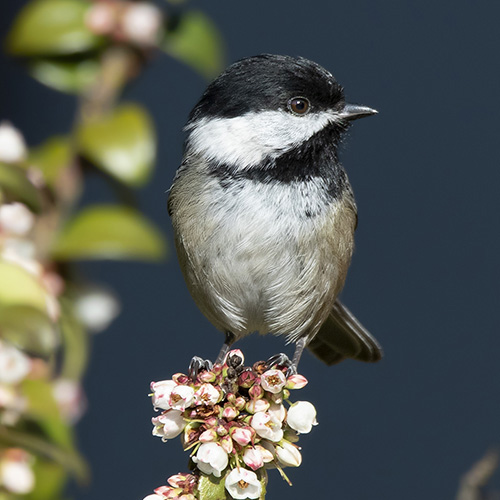 Black-capped Chickadee