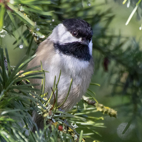 Black-capped Chickadee