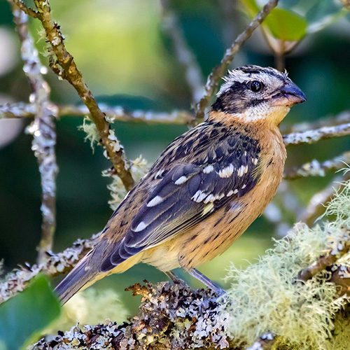 Black-headed Grosbeak
