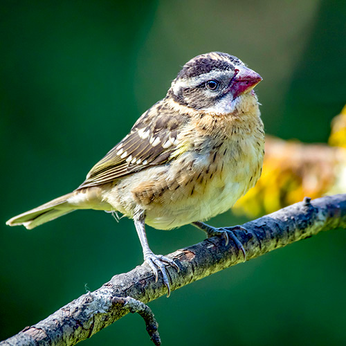 Black-headed Grosbeak