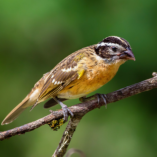 Black-headed Grosbeak