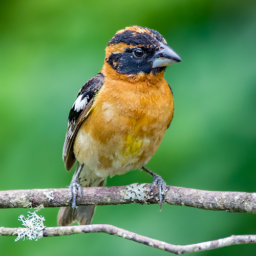 Black-headed Grosbeak