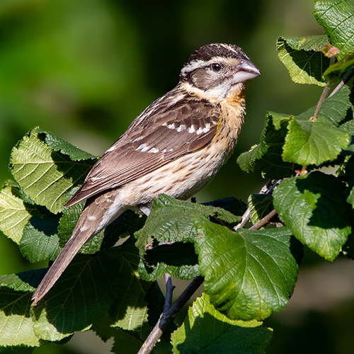Black-headed Grosbeak