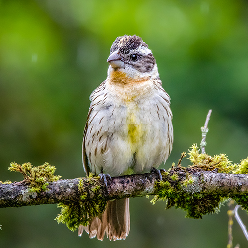 Black-headed Grosbeak