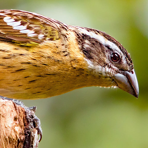 Black-headed Grosbeak