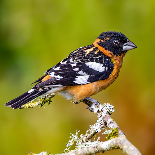Black-headed Grosbeak