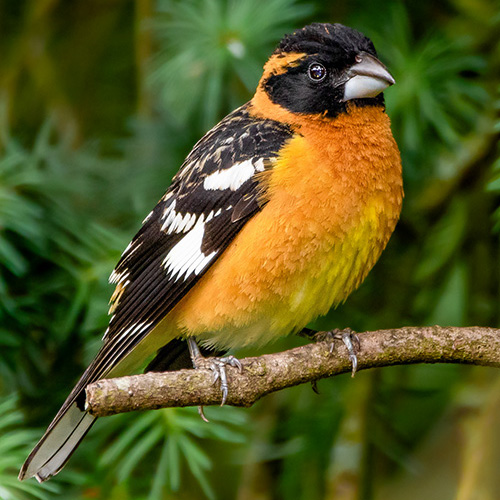 Black-headed Grosbeak