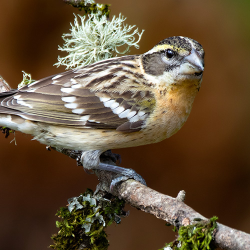 Black-headed Grosbeak