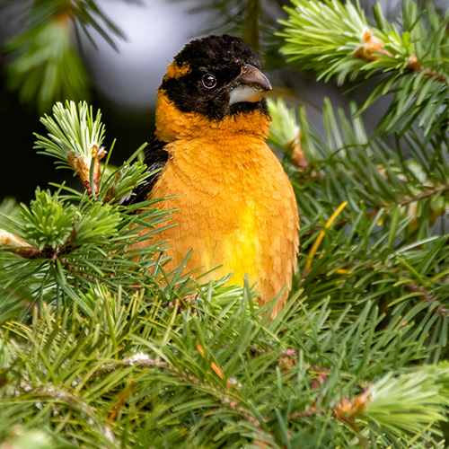 Black-headed Grosbeak