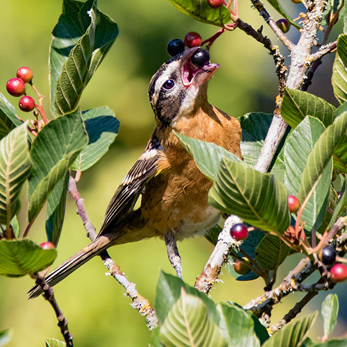 Black-headed Grosbeak