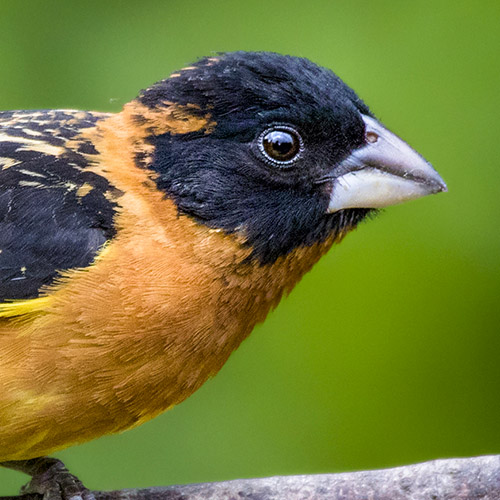 Black-headed Grosbeak