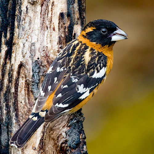 Black-headed Grosbeak