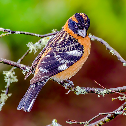 Black-headed Grosbeak