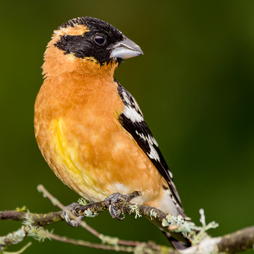 Black-headed Grosbeak