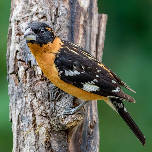 Black-headed Grosbeak