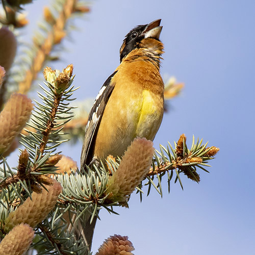 Black-headed Grosbeak