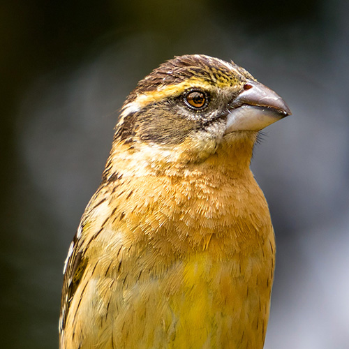 Black-headed Grosbeak