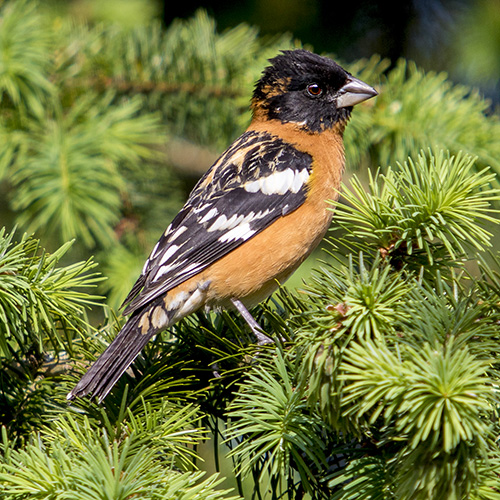 Black-headed Grosbeak